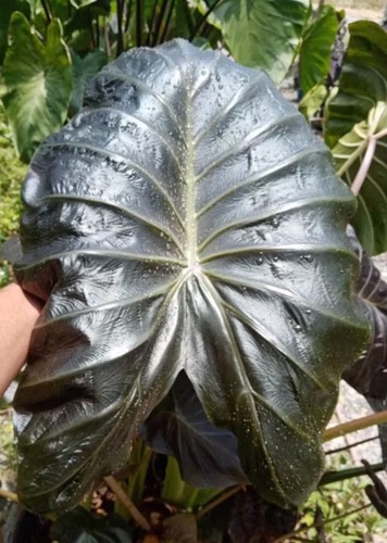 Autentica colocasia horus - autentica, 1